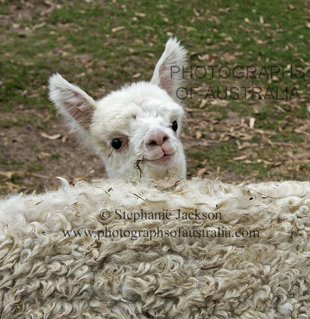 alpaca cria