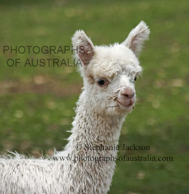 Young alpaca cria closeup
