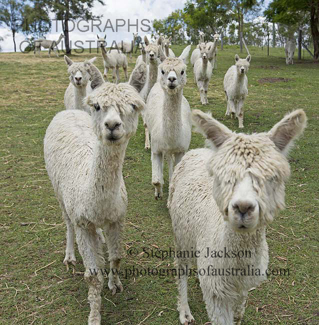 Herd of suri alpacas on farm