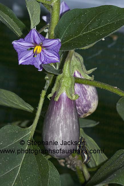 Aubergine / egg plant vegetable with fruit and flower