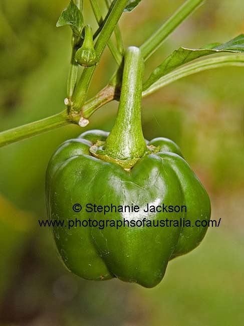 green capsicum growing