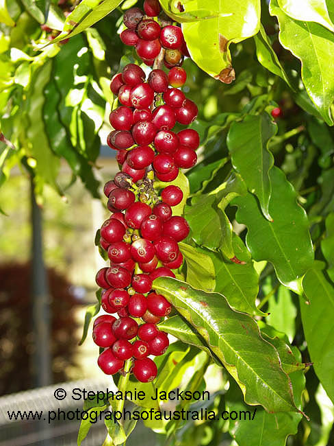 red coffee beans / cherries growing