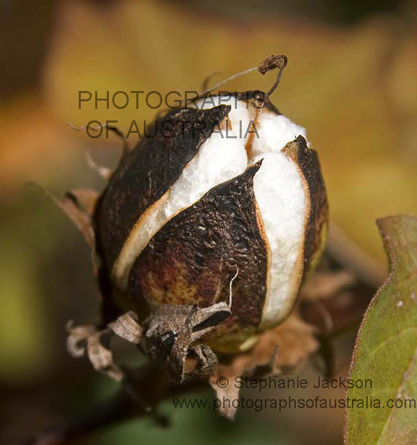 cotton growing