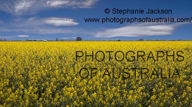 crop of canola flowering