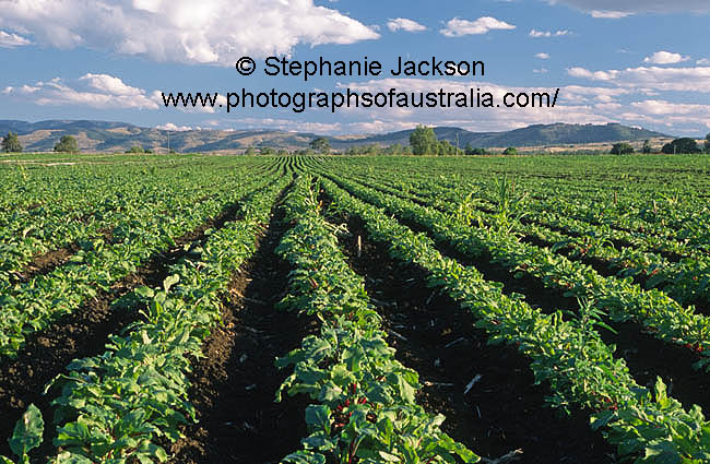 field of beetroot growing