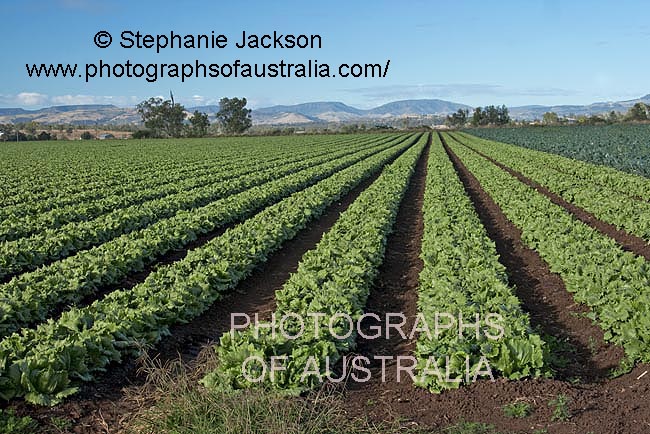 Lettuces growing