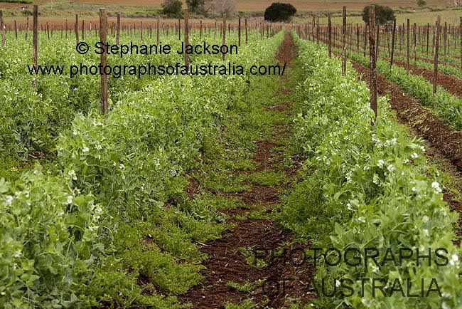 rows of peas growing on trellises