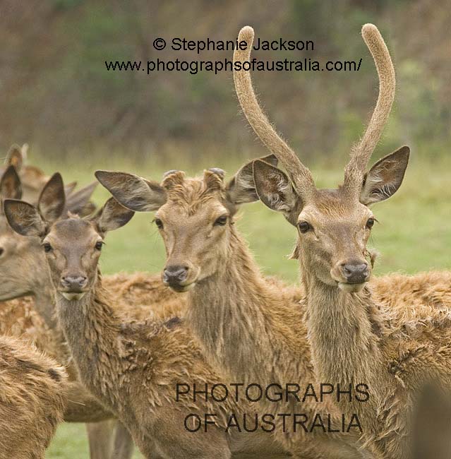 red deer on deer farm