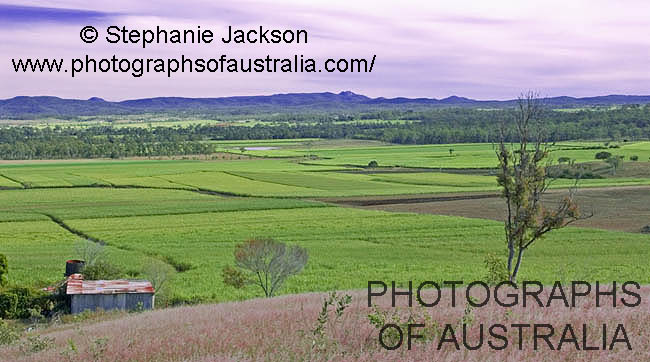 fields of sugar cane