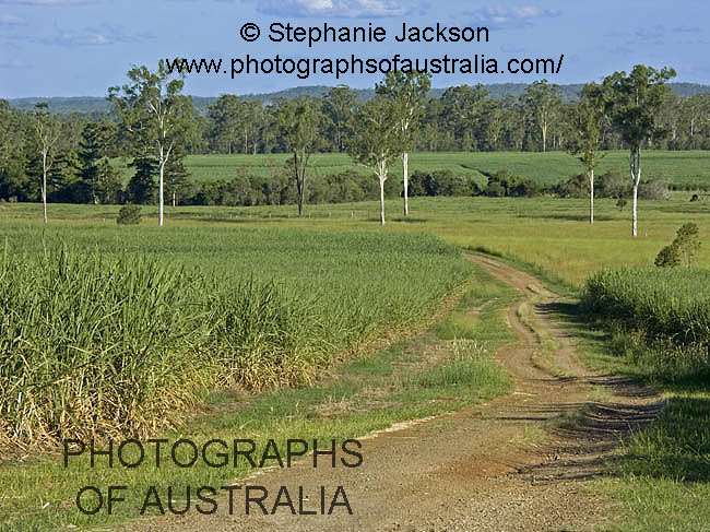 sugar cane farm / plantation and agricultural landscape
