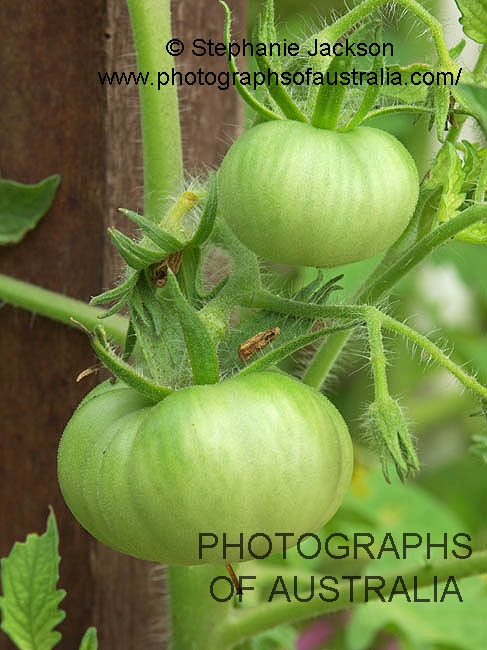 green tomatoes growing