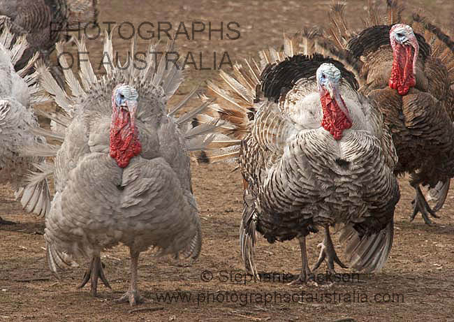 rare breeds of free range turkeys