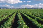 rows of beetroot growing on farm
