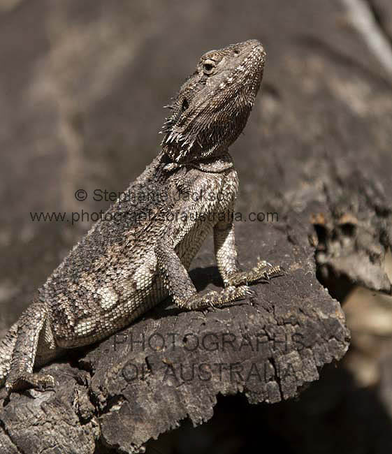 bearded dragon lizard