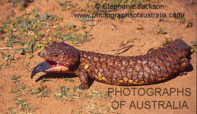 blue tongued lizard in outback australia