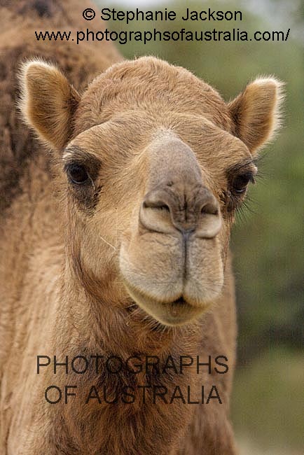camel in outback Australia