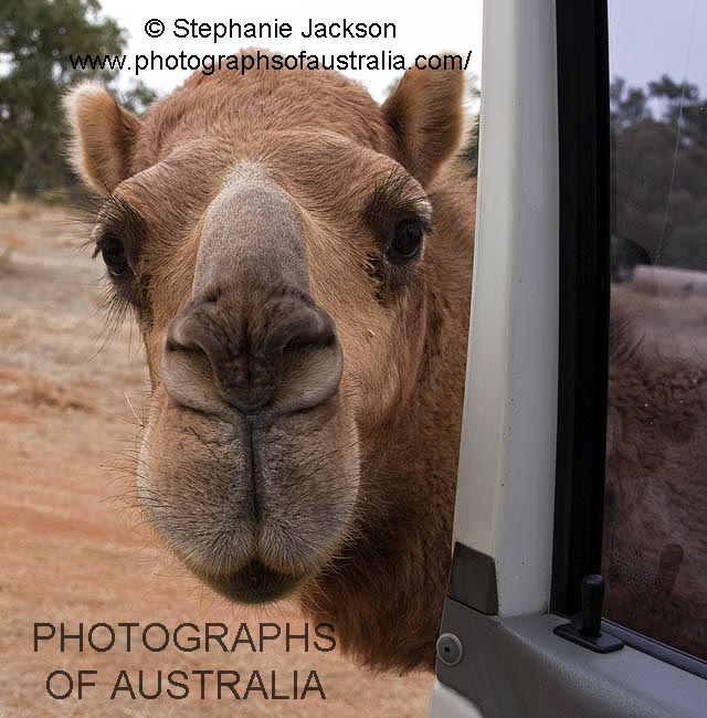 camel in outback peering in through open car door