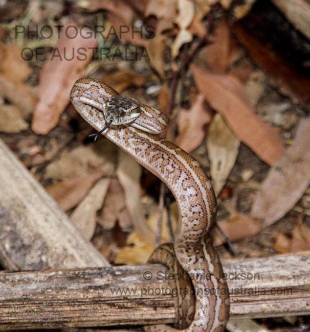 carpet python, non-venomous australian snake