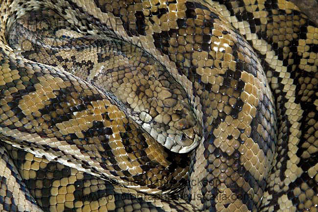 carpet python non-venomous Australian snake