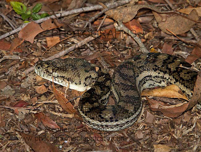 carpet snake, Australian python