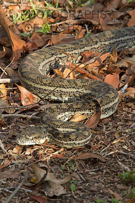 carpet python, non-poisonous Australian snake