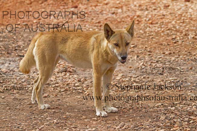 dingo, Australian native dog in outback Australia