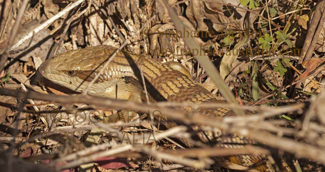 eastern blue tongue lizard, Tiliqua scincoides