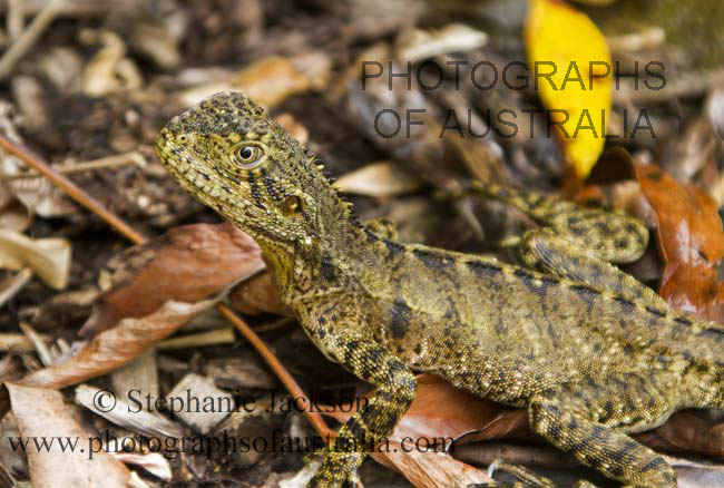 eastern water dragon