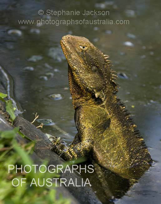 Eastern water dragon lizard in water