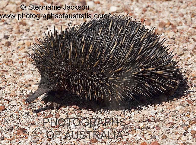 echidna, Australian spiny anteater