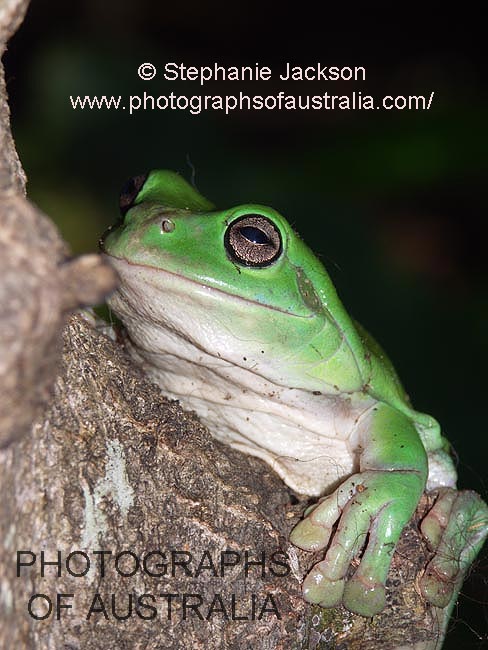 australian green tree frog on log