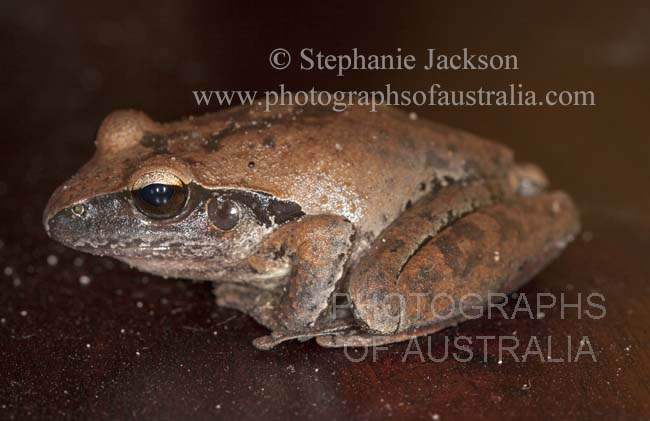 australian brown broad palmed frog Litoria latopalmata
