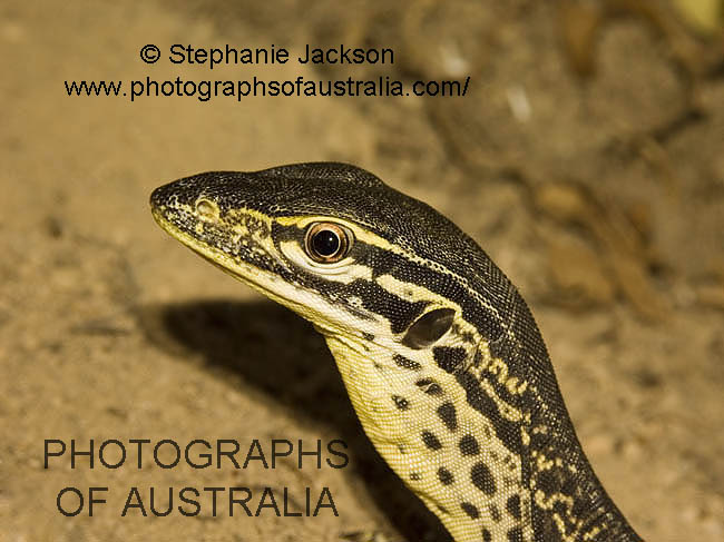 head of australian goanna, lace monitor lizard