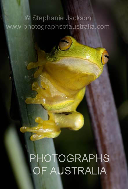 green tree frog in garden
