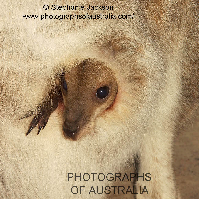 joey kangaroo peering from mothers pouch