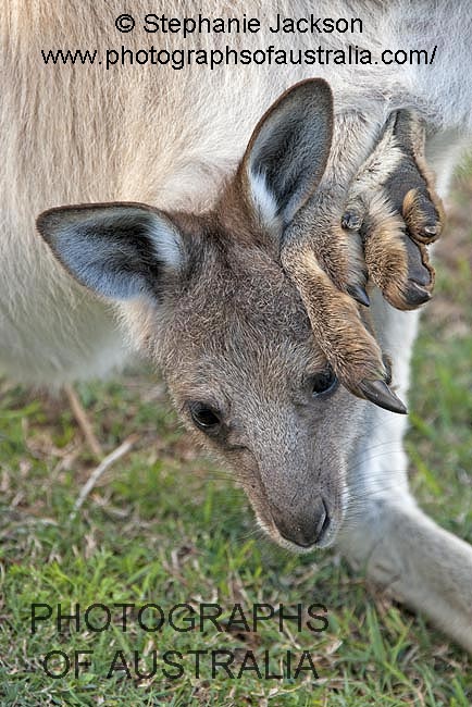 kangaroo joey hanging out of pouch