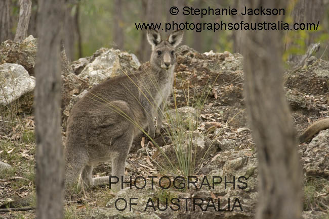 eastern grey kangaroo