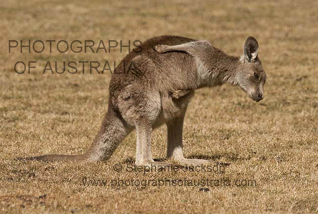 young kangaroo scratching