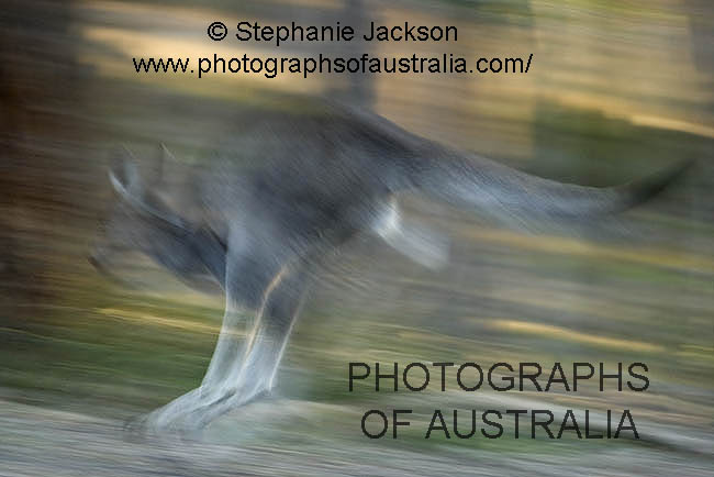 kangaroo in motion