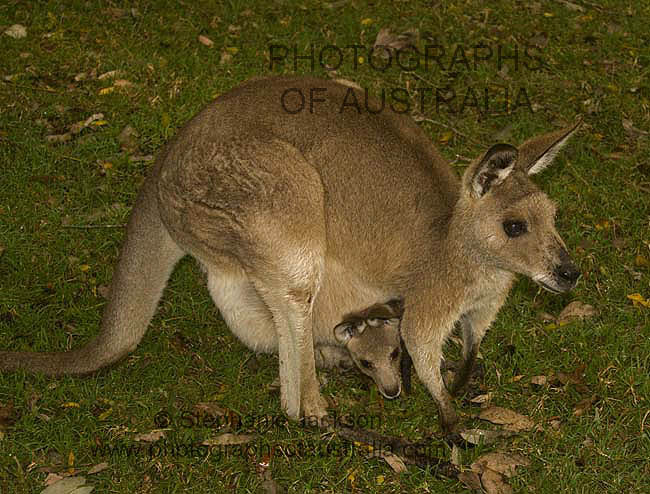 kangaroo with joey