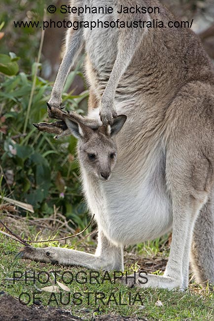 face of joey kangaroo peering from pouch