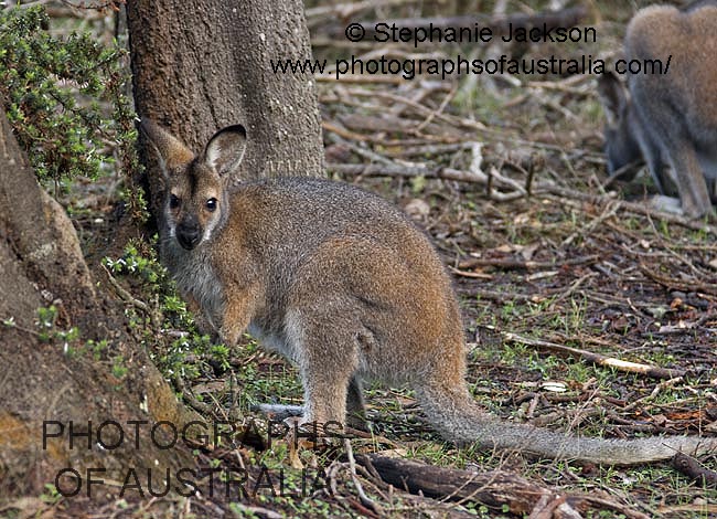 red necked wallaby