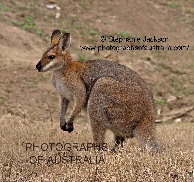 red necked wallaby