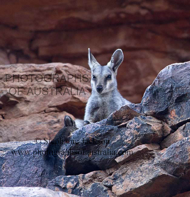 rock wallaby at Trephine gorge in outback Australia
