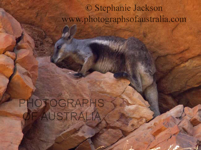 rock wallaby at Trephina gorge in central Australian outback
