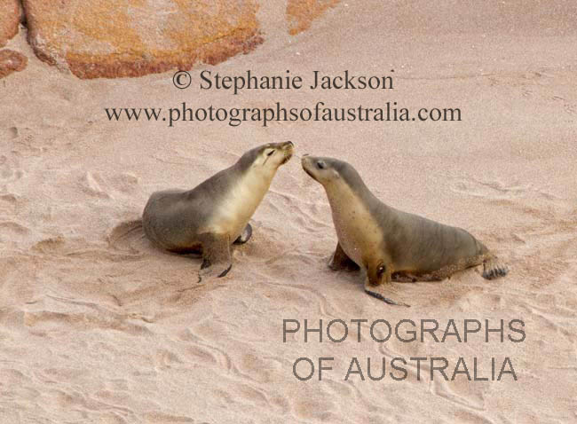 sea lions on beach in south Australia