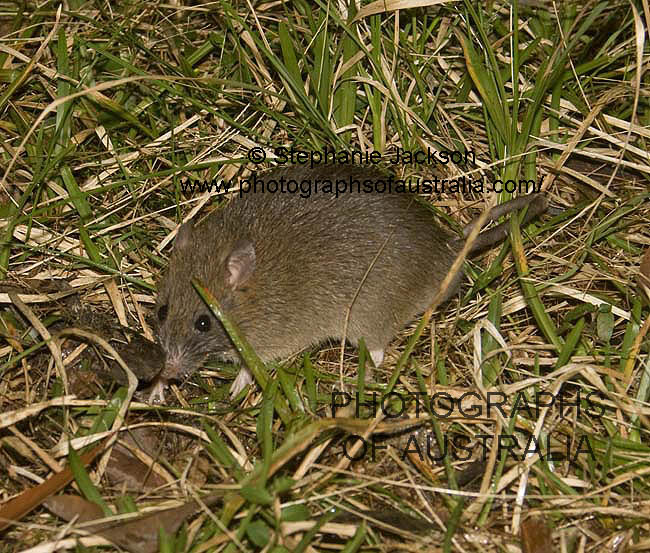 australian native swamp rat