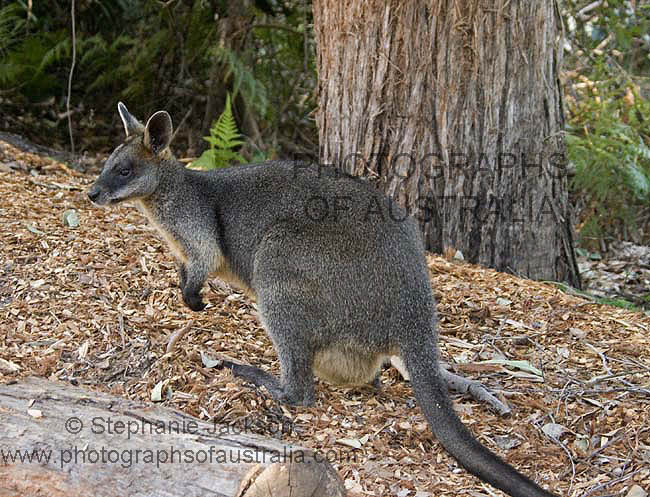 swamp wallaby