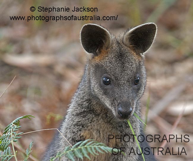 face of swamp wallaby