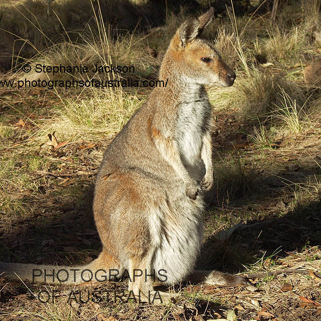 wallaby at Coolah Tops national park